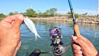 Catching big Snappers in Florida keys kayak fishing-Using live and cut bait.