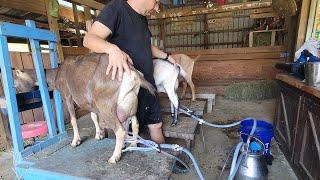Milking Goats Made Easy How to Use a Milking Machine for Beginners