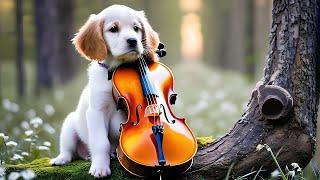 Heavenly Cello Music  Beautiful Baby Animals in 4k   Nature Film