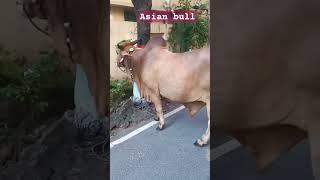 The Impressive Asian Bull Strength Size and Splendor #redbull #bull #canada #usa #australia #uk