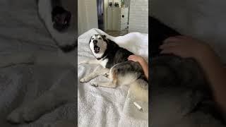 My Husky FARTED Then Blamed It On Her Dad 