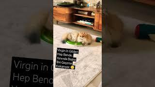 Kedi Videoları - Cat Videos - Virgin in Gözleri Hep Bende Yanından Başka Biri Geçerse Kıskanıyor ️