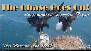 The Chase Goes On video montage starring Toyon on Two Harbors nest  Explore.org 8.24.21