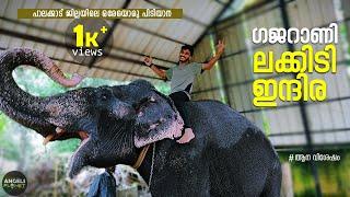 പാലക്കാടിന്റെ ഒരേയൊരു പിടിയാന  Gajarani Lakkidi Indira  Female Elephant in Kerala  Angels Planet