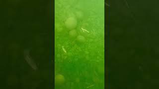Natural Marimo moss balls in Lake Akan