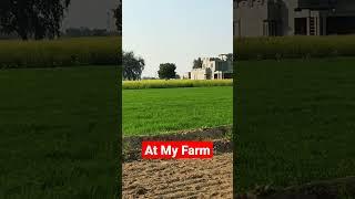 At My Farm #farming #farmer #farm #farmlife #farmhouse #farm #defence_special #shorts #youtubeshorts