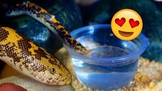 Cute Snake DRINKING Water Kenyan Sand Boa