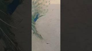 peacock fighting  #youtubeshorts #youtuber #viral #fighting #dancevideo #peacocklove #shortvideo