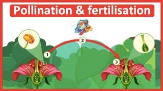 The process of pollination & fertilisation  Step-by-step process