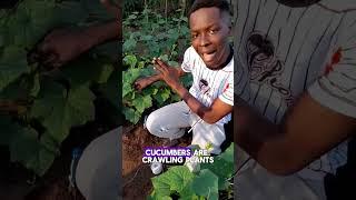 Why you should stake your Cucumber plant. #howtogrowafricancropsabroad #gardening #gardeningtips