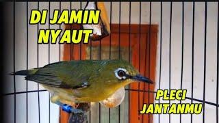 Pleci betina birahi manggil jantan