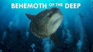 Mola Mola Behemoths of the Deep