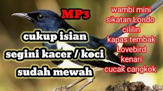 TERBARU ‼️ MASTERAN BURUNG KACER JUARA MATERI MEWAH