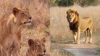 Injured Pride Male Rejected by His Own Lion Pride