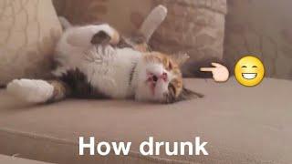 Drunken Kitty Could Be So Cute