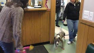 Hermaphrodite Dog Gets Adopted