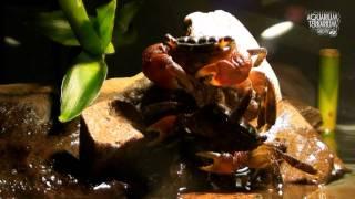 Red Clawed Crab Sesarma bidens - Courtship fights - Animalia Kingdom Show