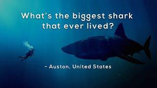 Whats the biggest shark that ever lived?