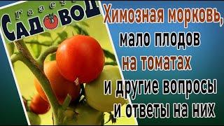 Химозная морковь мало плодов на томатах и другие вопросы и ответы на них