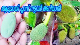 ആദ്യമായി പ്ലാവ് നട്ടവർ അറിയാൻ Jack Fruit Farming Tips Malayalam Krishi Lokam