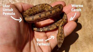 The Smallest Boa Original in North Maluku - Halmahera Ground Boa