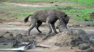 hyenas fight