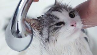 Как правильно купать кота советы ветеринара