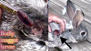 Removing A Huge Botfly Maggot