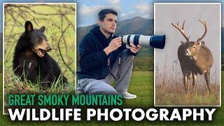 22 Black Bears in 2 Days Photographing Wildlife in Cades Cove - WILDLIFE PHOTOGRAPHY VLOG