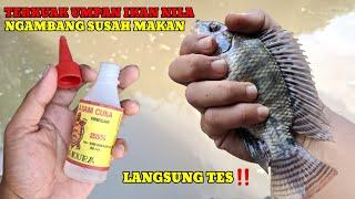 BELUM ADA YANG TAU‼️CAMPURAN UMPAN IKAN NILA LIAR NGAMBANG