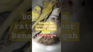 Tengah malam bongkaran ratusan ekor kenari