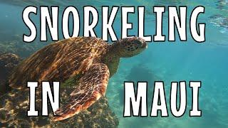 HAWAII SNORKELING  SHERATON MAUI  Sea Turtles  Things to do in Hawaii  Black Rock  Kaanapali