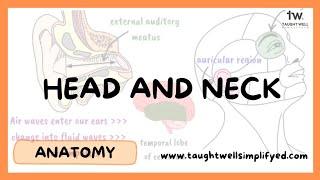 Head and Neck Anatomy A Fascinating Journey Inside the Human Body