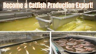 Mastering Catfish Production Transforming From Fry To Fillet