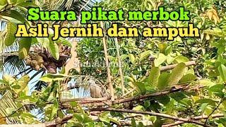 suara pikat merbok Asli Jernih dan ampuh