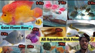 FISH MARKET  GALIFF STREET FISH MARKET KOLKATA  CHEAP PRICE  RECENT AQUARIUM FISH UPDATED PRICE