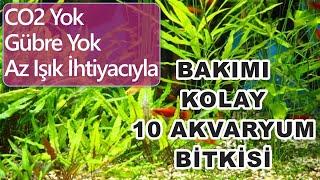 Bakımı Kolay Hızlı Çoğalan 10 Akvaryum Bitkisi - CO2 Gübre Gerektirmeyen