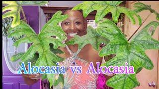 Comparing and Identifying Alocasia Varieties