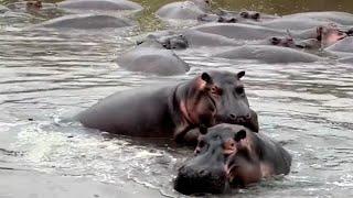 Hippos Mating in the River Underwater