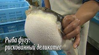 Рыба фугу рискованный деликатес  Fugu-fish risky Japanese delicacy  フグ