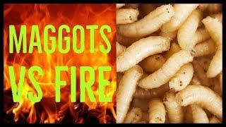 Maggots Burned in Slow Motion