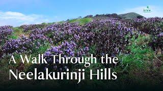 The Majestic Blooms of Neelakurinji - A Visual Treat  Kerala Tourism #DreamDestinations