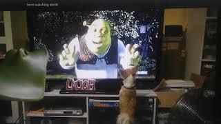 Stingray REACTION TV LOVING DOG - Ferrit watching Shrek the movie