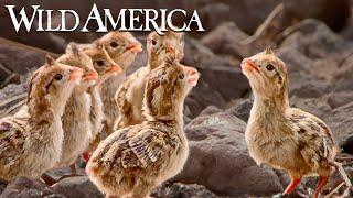 Wild America  S6 E3 Pretty as a Quail  Full Episode HD