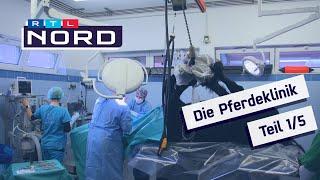 Die Pferdeklinik Teil 1 Mit Radioaktivität die Ursache von Lahmheit finden