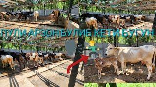 БУ САПАР ЗУРЛАРИ КЕПТИ МИРЗОХИД АКАМЗГА #элёр уз #тоза #angus