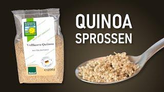 Quinoa keimen lassen – Anleitung Quinoasprossen im Keimglas selbst ziehen