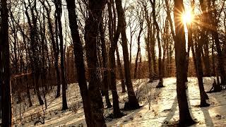 Snow Covered Forest And Sun Shining Between Trees - Free Stock Footage