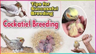 How to breed cockatiel  Cockatiel breeding tips  Guide for cockatiel breeding