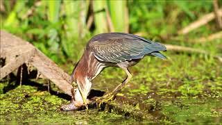 Green Heron